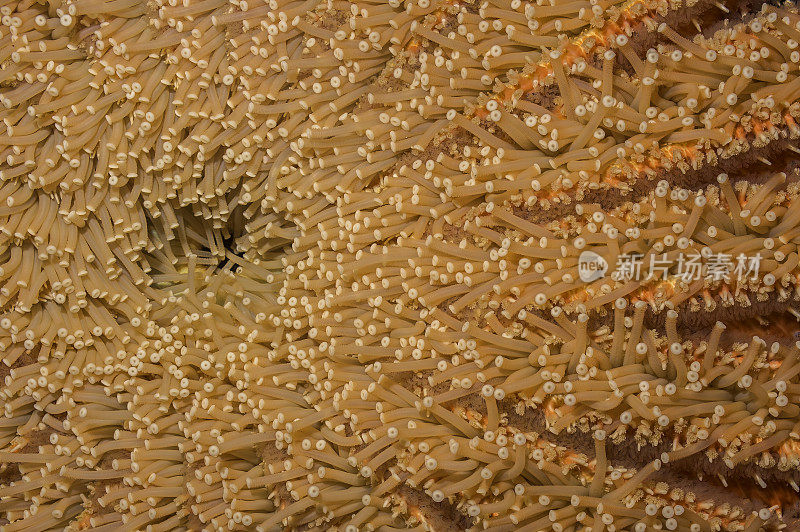 Pycnopodia helianthoides，通常被称为向日葵海星，是一种大型海星发现在东北太平洋。阿拉斯加的科迪亚克。管脚和下表面。
